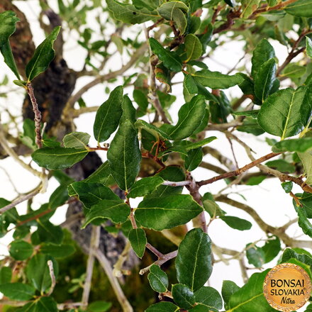 BONSAI: KORKOVÝ DUB 85cm