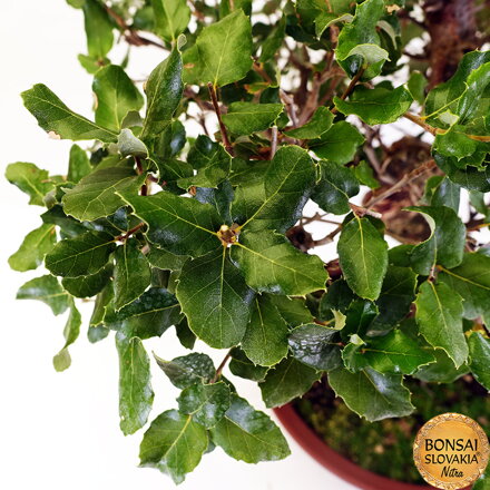 BONSAI: KORKOVÝ DUB 70cm