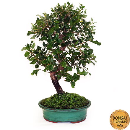 BONSAI: KORKOVÝ DUB 50cm