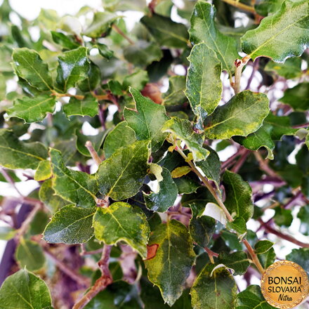 BONSAI: KORKOVÝ DUB 65cm