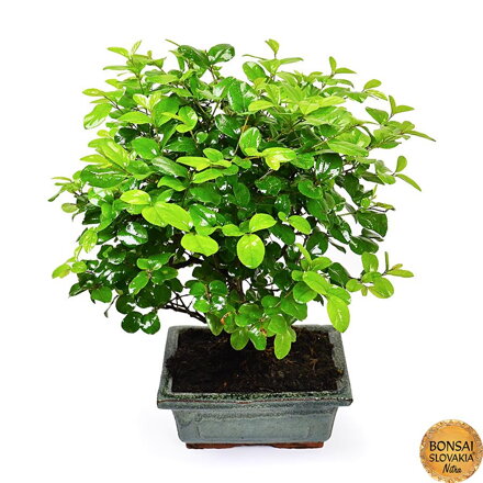Sageretia theezans, 20 -25 cm