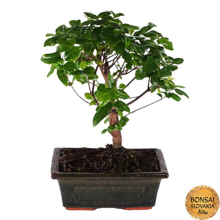 Segeretia Theezans 25 cm
