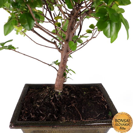 Segeretia Theezans 25 cm