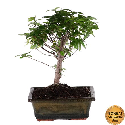 Segeretia Theezans 25 cm