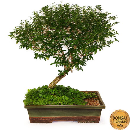 BONSAI: SERISSA 58cm