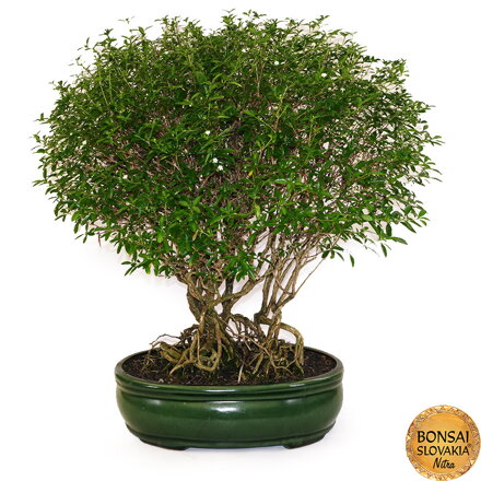 BONSAI: SERISSA 66cm
