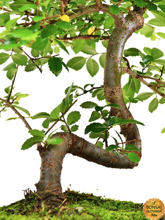 Ulmus parvifolia, 22-27 cm