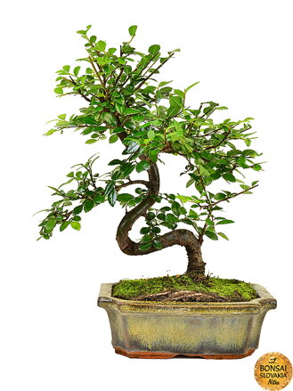 Ulmus parvifolia, 22-27 cm