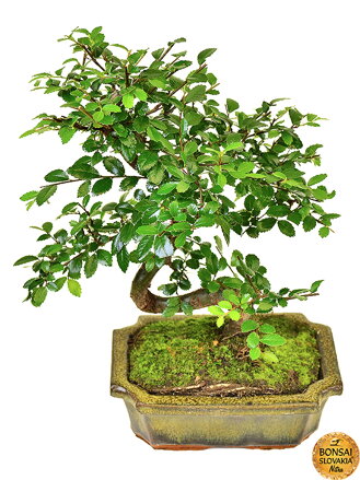 Ulmus parvifolia, 22-27 cm