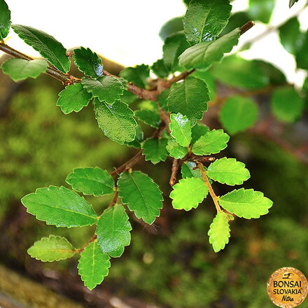 Ulmus parvifolia, 22-27 cm