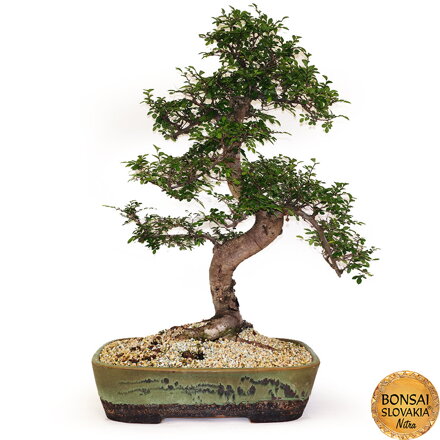 BONSAI: BREST DROBNOLISTÝ  85cm