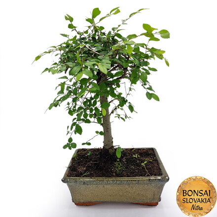 BONSAI: BREST DROBNOLISTÝ 32-35cm