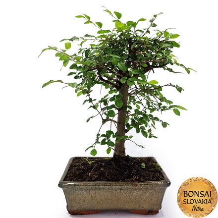 BONSAI: BREST DROBNOLISTÝ 32-35cm