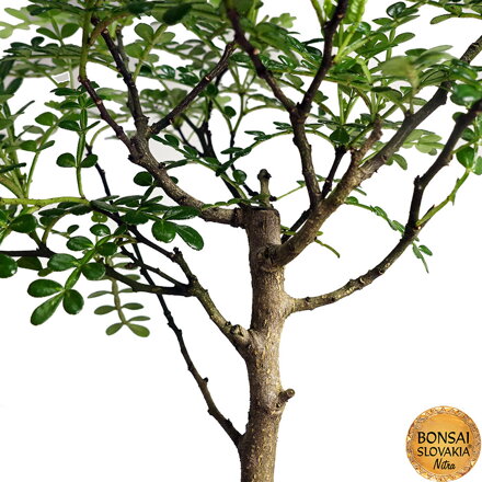 Zanthoxylum piperitum 27-30cm