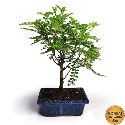 Zanthoxylum piperitum 27-30cm