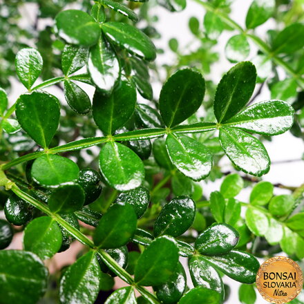 Zanthoxylum piperitum 27-30cm