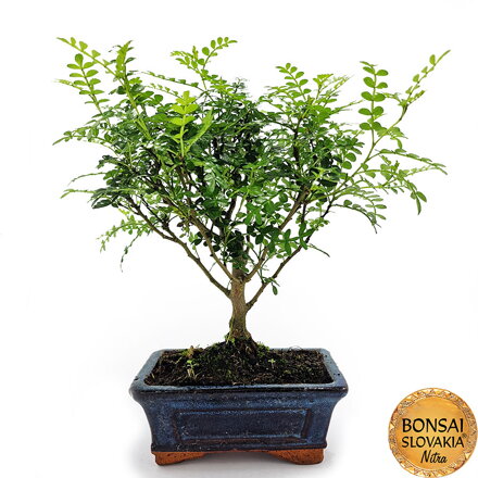 Zanthoxylum piperitum 24-28cm