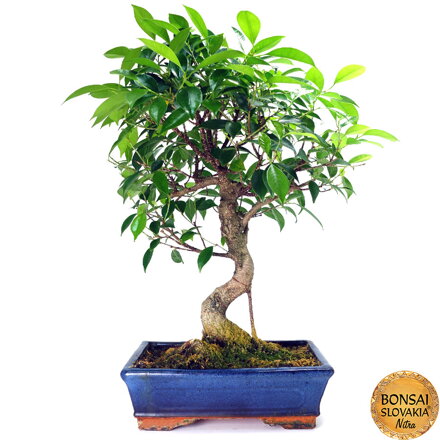 Ficus retusa 50 cm