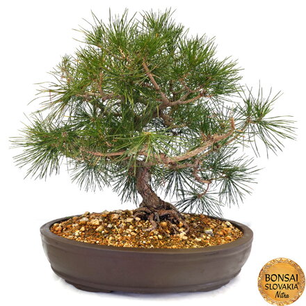 Borovica čierna - Pinus nigra 60 cm