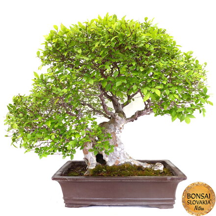 BREST DROBNOLISTÝ - Ulmus parvifolia: 100 cm