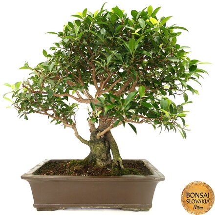 BONSAI: FICUS RETUSA, 70 cm