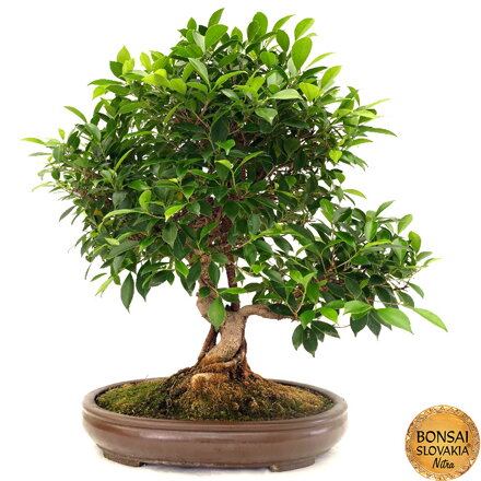 BONSAI: FICUS RETUSA, 80 cm 