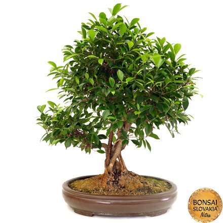 BONSAI: FICUS RETUSA, 80 cm 