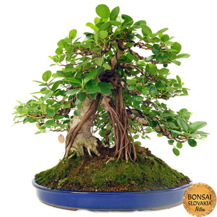 BONSAI: FICUS RETUSA, PANDA, 60 cm