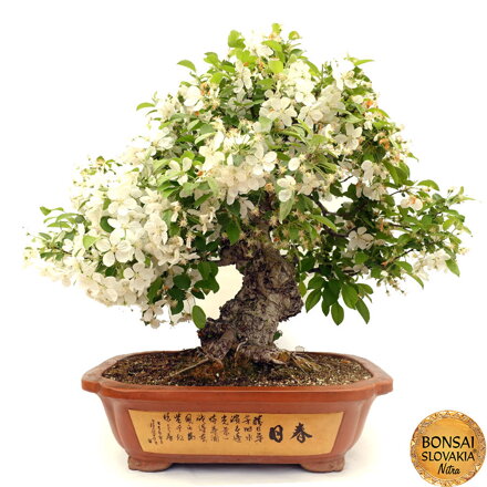 BONSAI: JABLOŇ, MALUS HALLIANA  85 cm