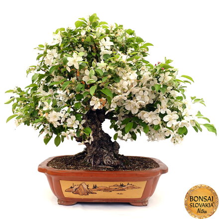 BONSAI: JABLOŇ, MALUS HALLIANA  85 cm