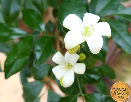 Murraya paniculata - 110 cm