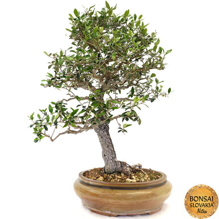 Olea europaea - 83 cm