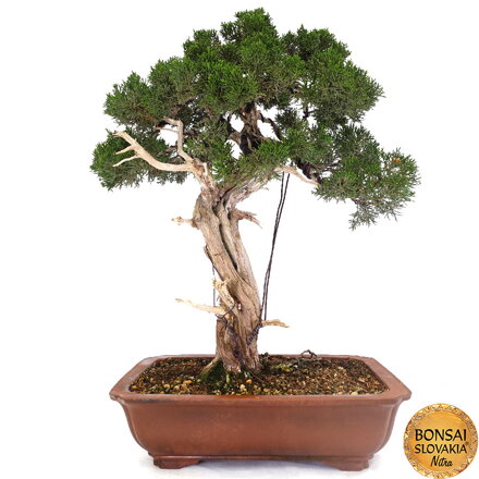 Juniperus chinensis cca 75 cm