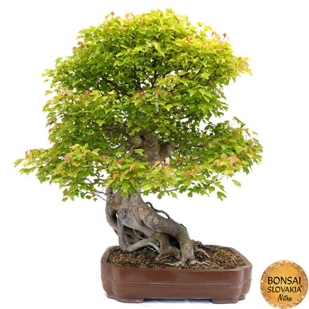 Acer palmatum - javor Buergerov 120  cm