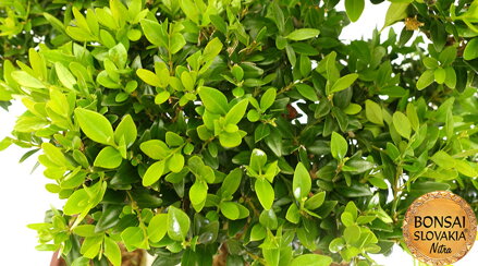 BUXUS SEMPERVIRENS 100 cm