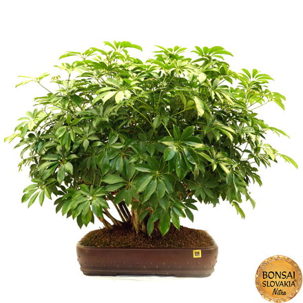 Schefflera - Šeflera 96 cm