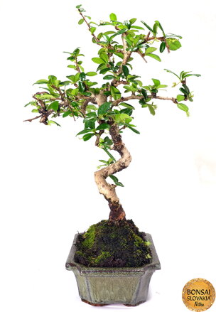 Carmona microphylla 30 - 35 cm