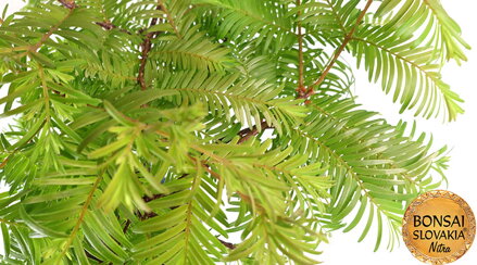 Metasequoia glyptostroboides 45 cm