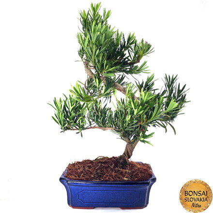 BONSAI: PODOCARPUS MACROPHYLLUS 50 cm