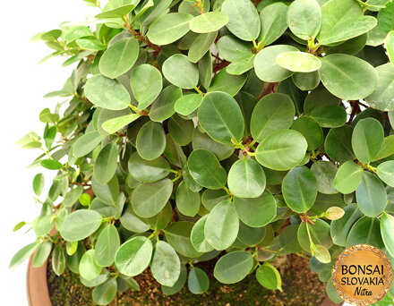 BONSAI: FICUS RETUSA, PANDA 92 cm