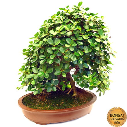 BONSAI: FICUS RETUSA, PANDA 92 cm
