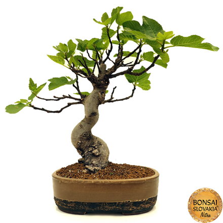Ficus Carica cca 60 cm