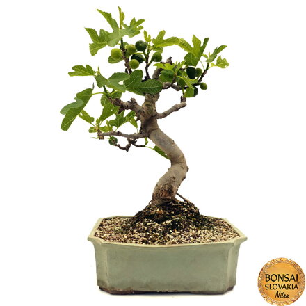 Ficus carica - 70 cm