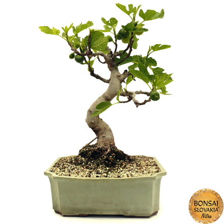 Ficus carica - 70 cm