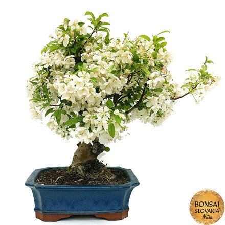 BONSAI: JABLOŇ, MALUS HALLIANA  55 cm