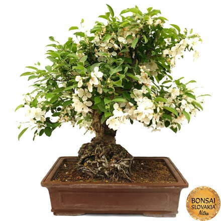 BONSAI: JABLOŇ, MALUS HALLIANA  70 cm