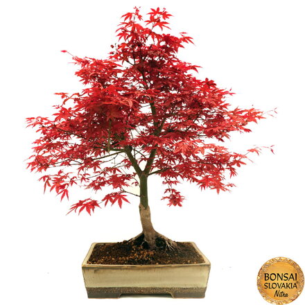 Acer palmatum - javor 70 cm