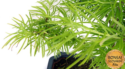 Pseudolarix 40 cm