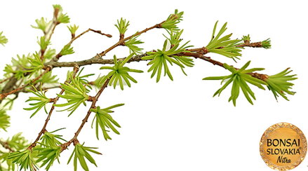 Pseudolarix cca 50 cm