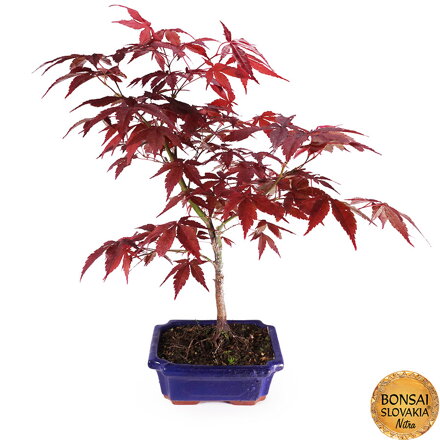 Acer palmatum 53-54 cm